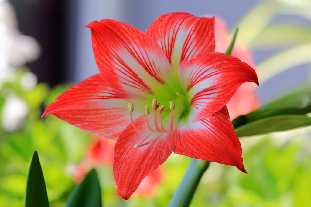 Amaryllis