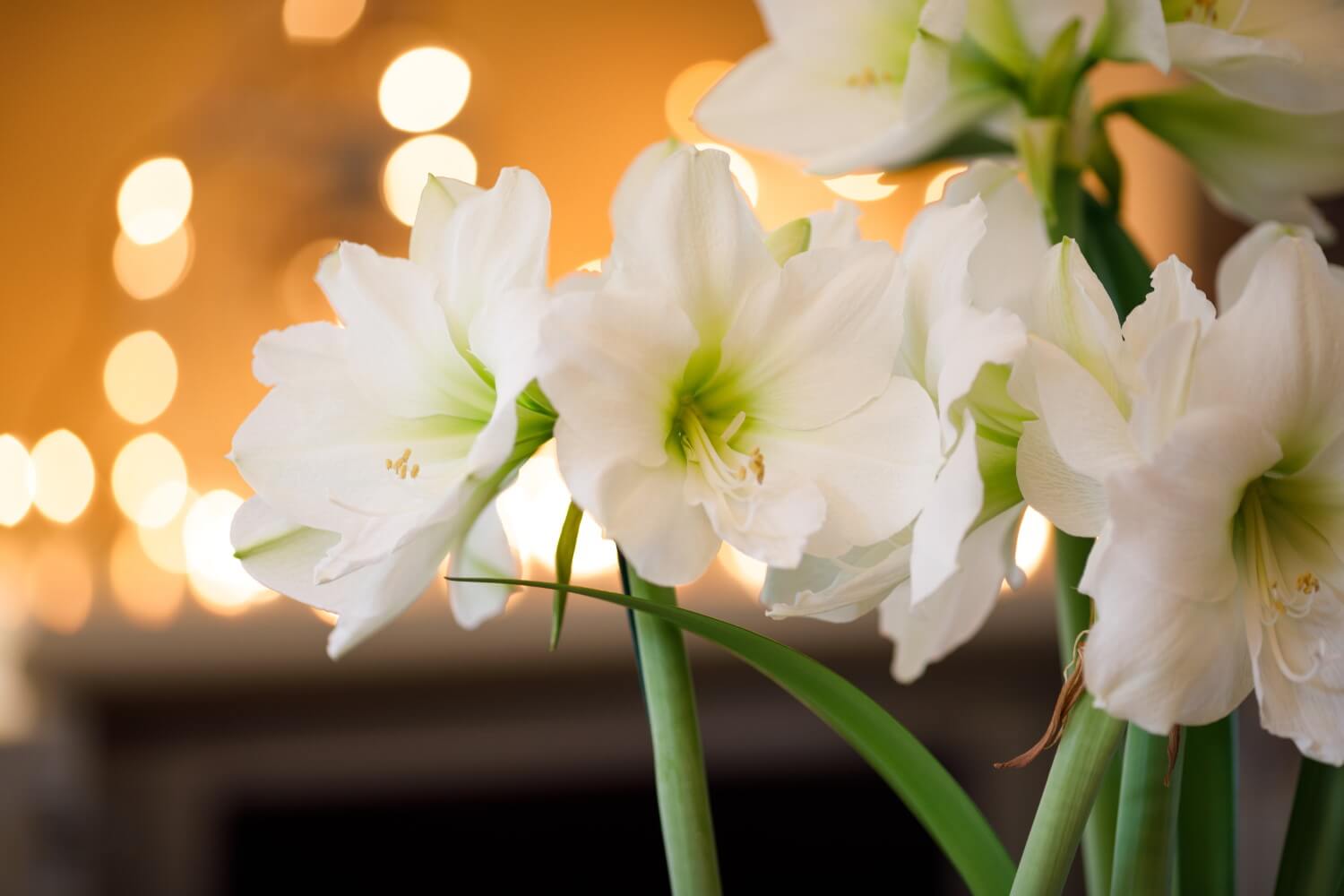 Amaryllis bloeitijd
