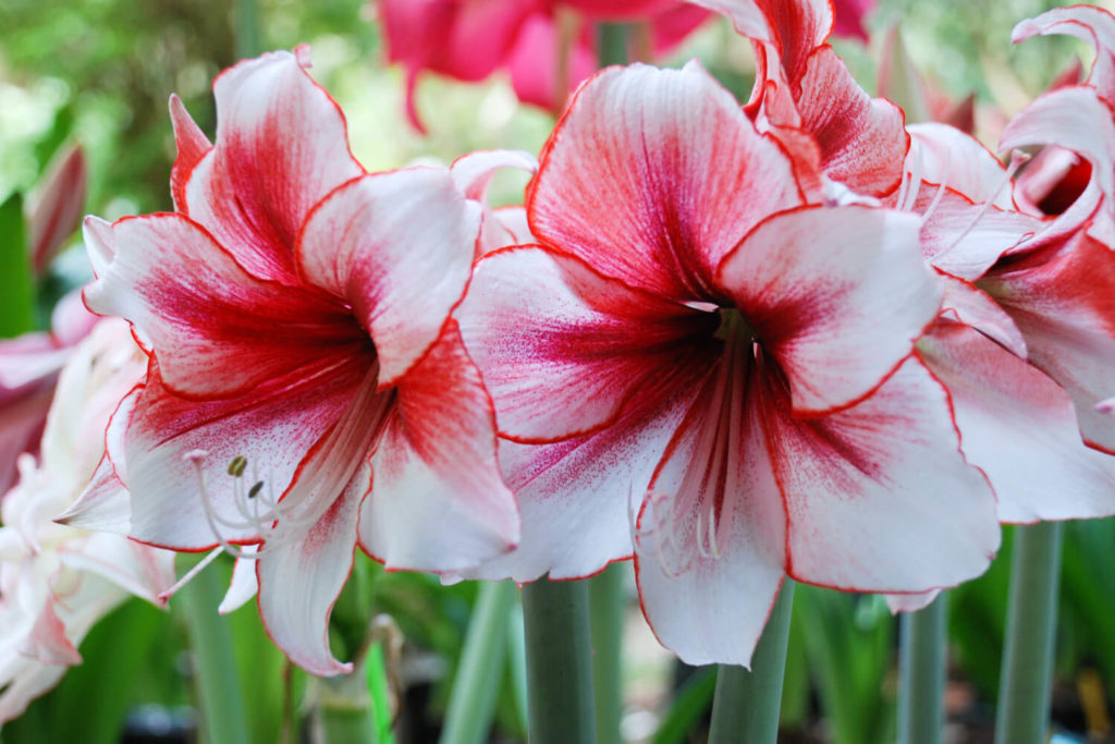 Amaryllis im Freien