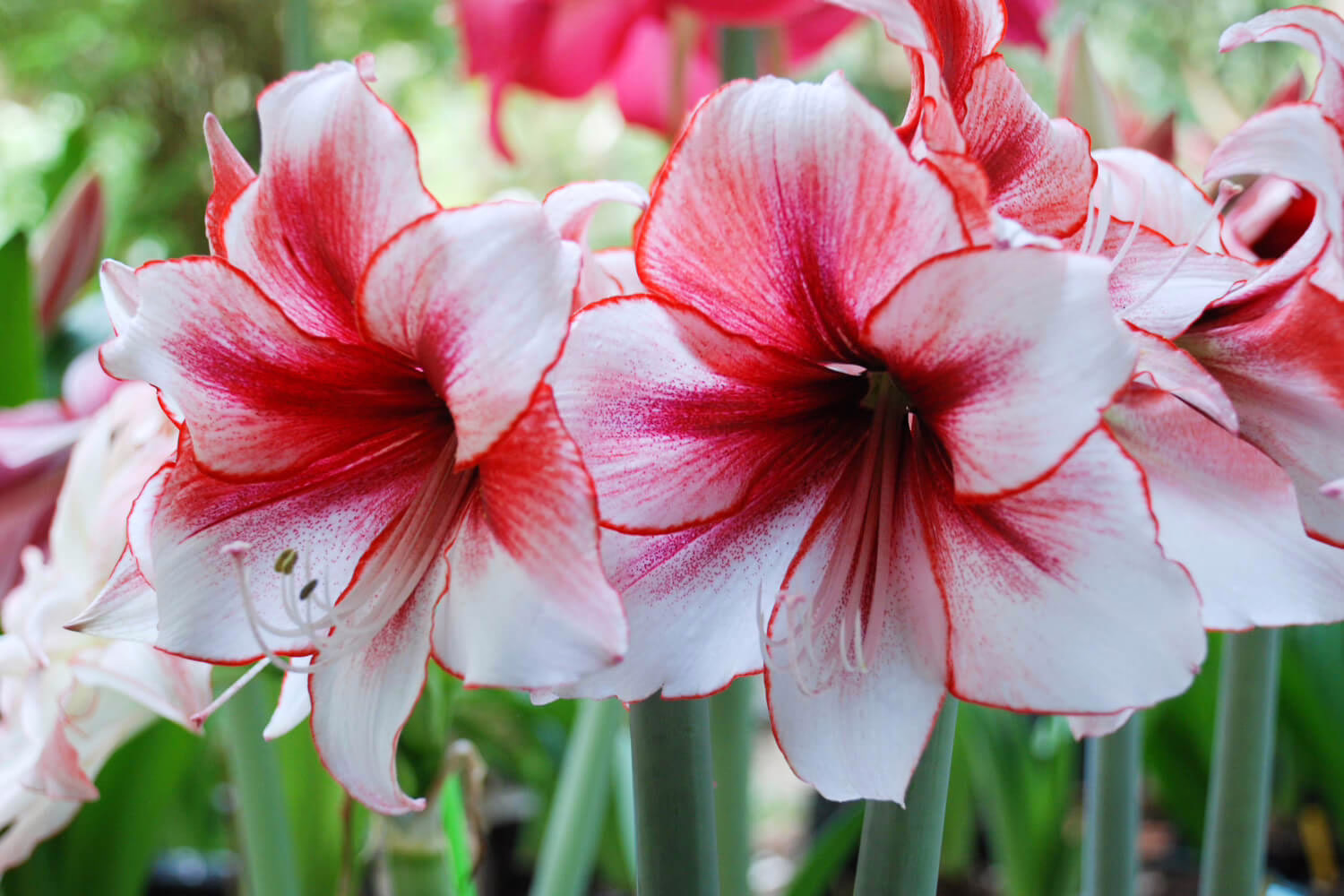 Amaryllis buiten