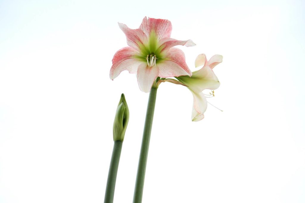 Amaryllis in Vase