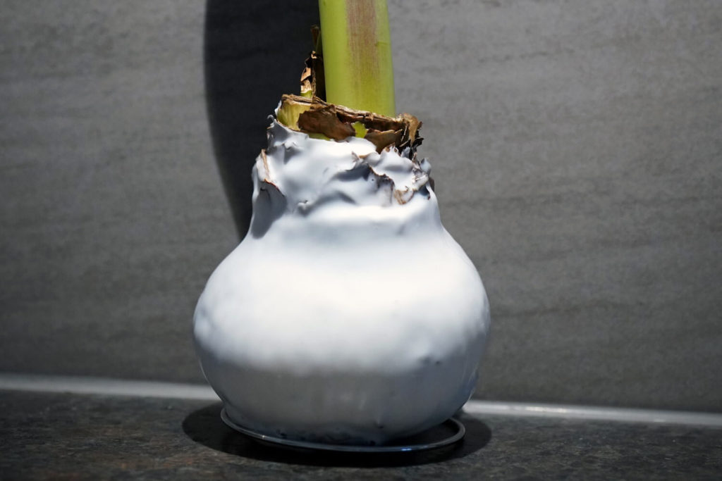 Amaryllis in wax