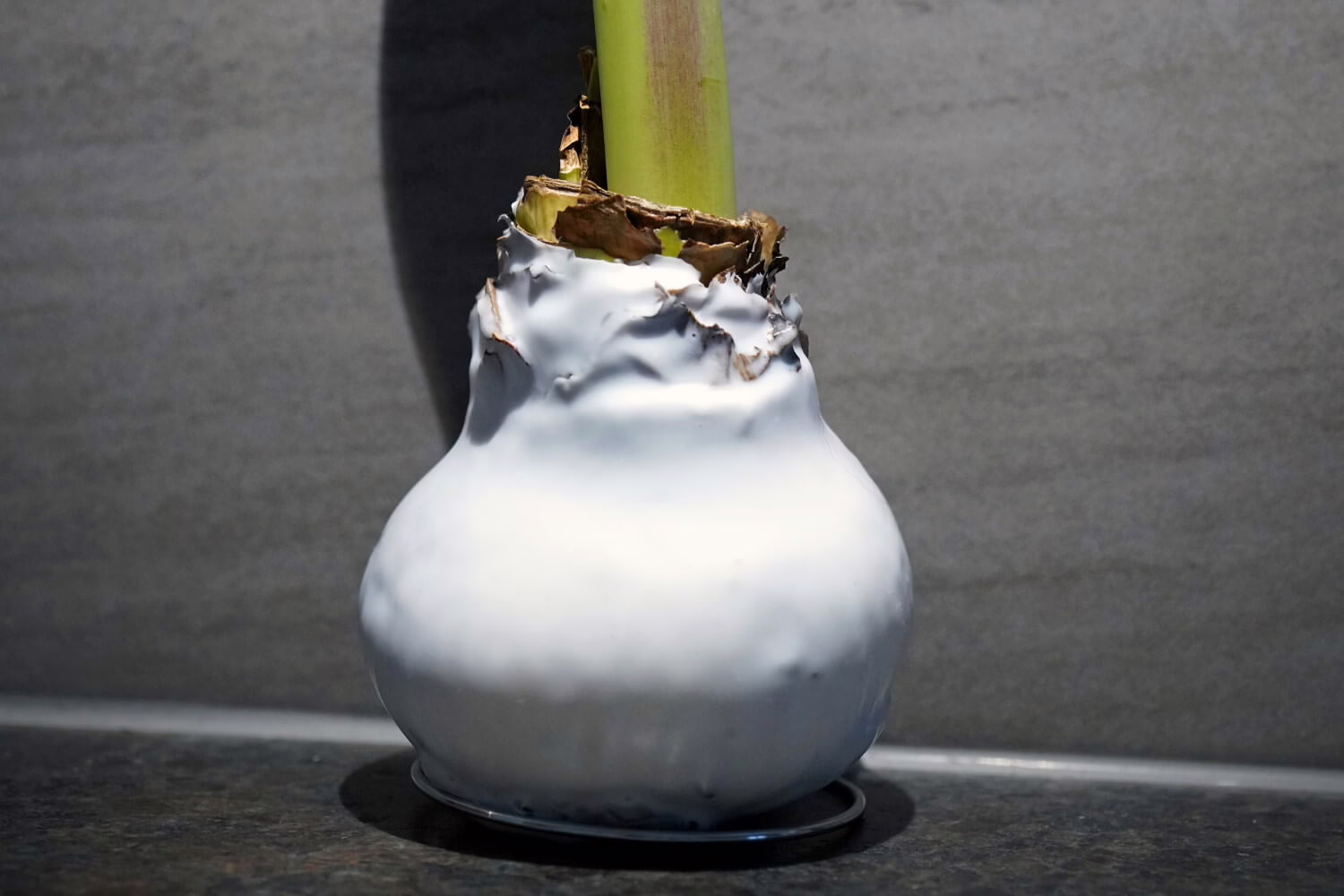 Amaryllis in wax