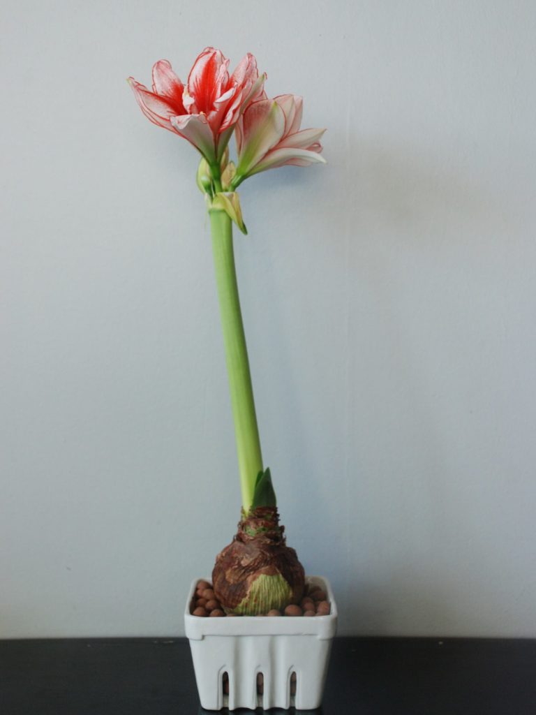 Amaryllis auf einer Waage