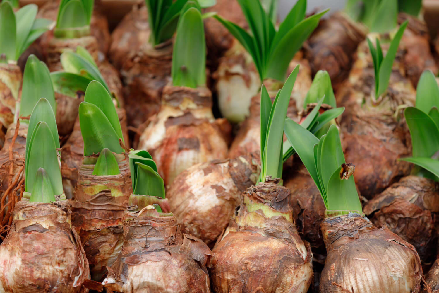 Amaryllis planten