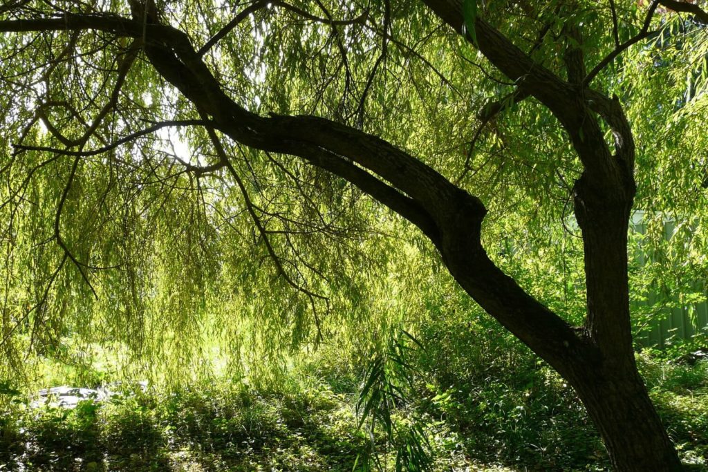 Salix snoeien