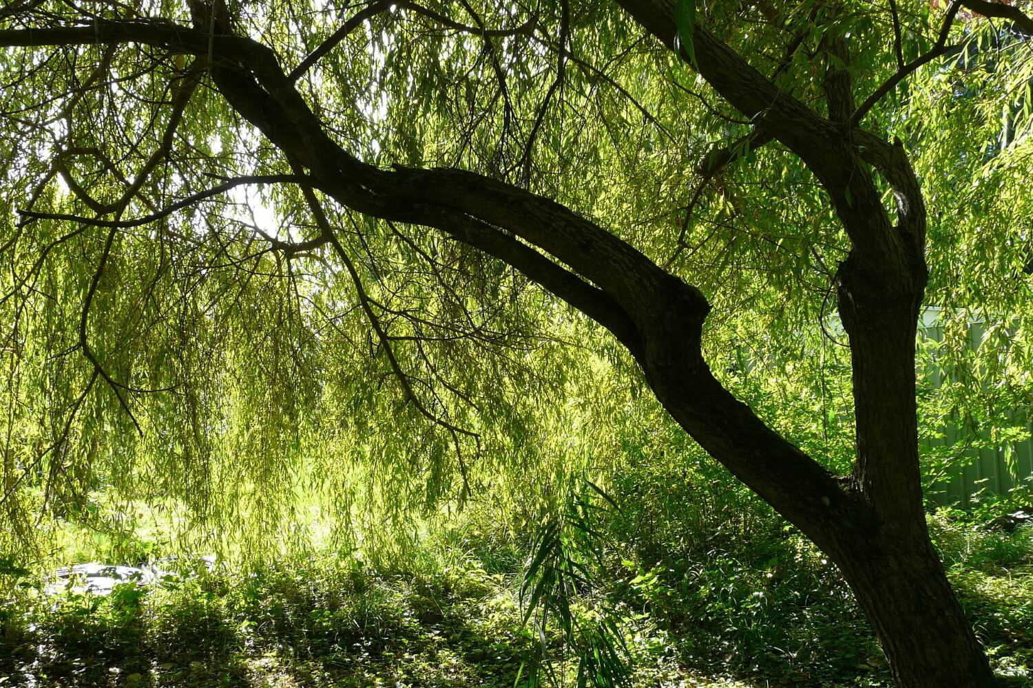 Salix snoeien