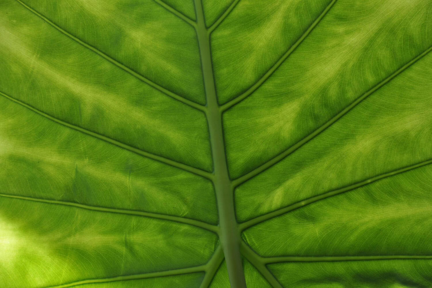 alocasia geel blad