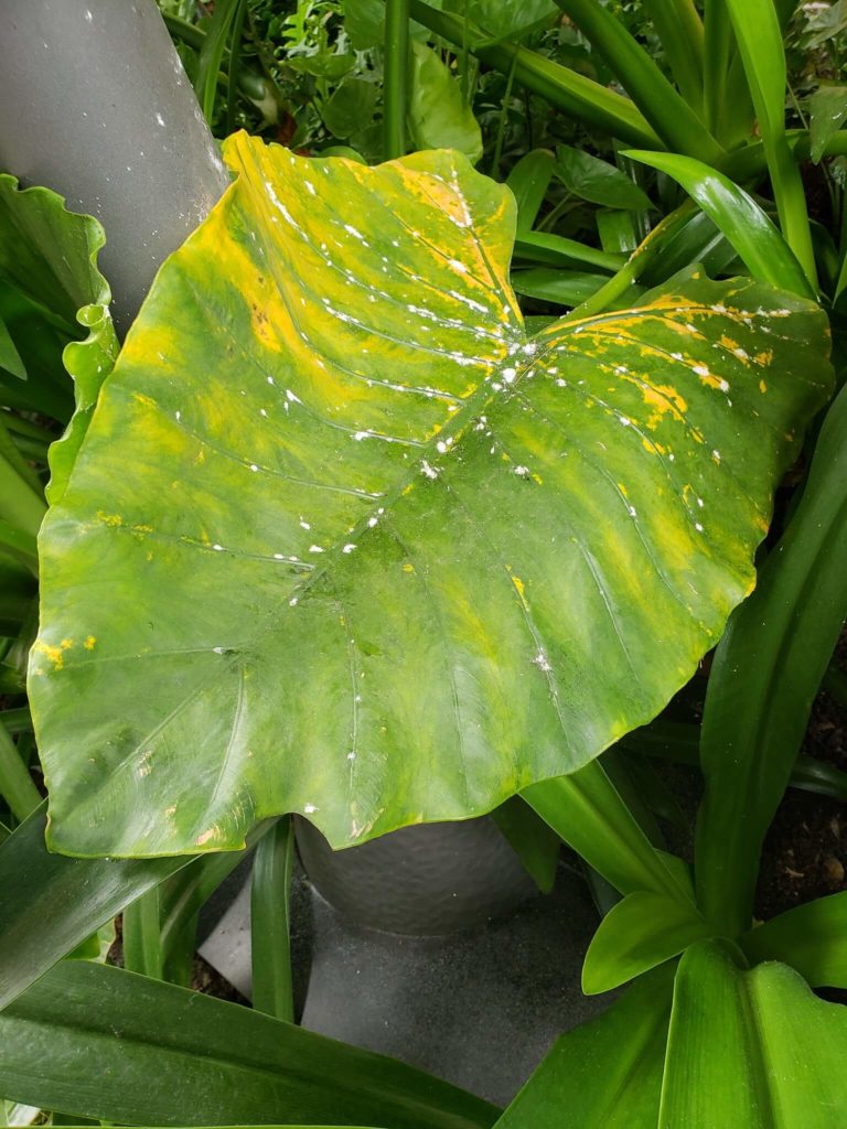 alocasia gele vlekken