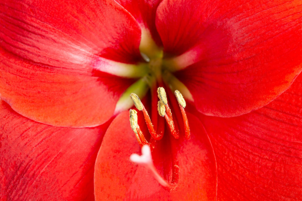 Amaryllis giftig