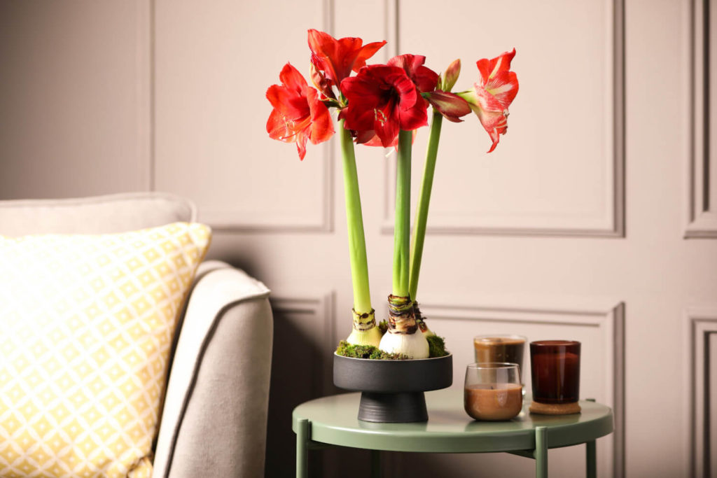 Amaryllis Gießen