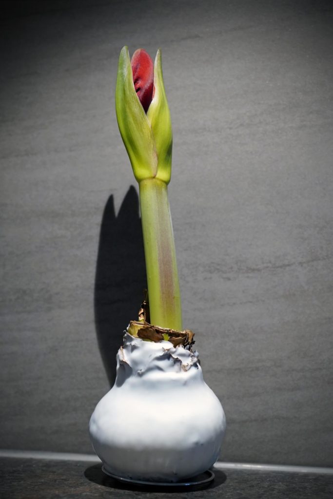 wax Amaryllis bol