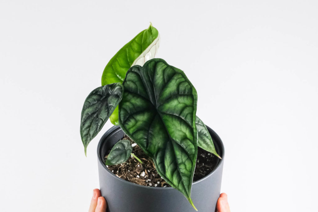 Alocasia dragon scale