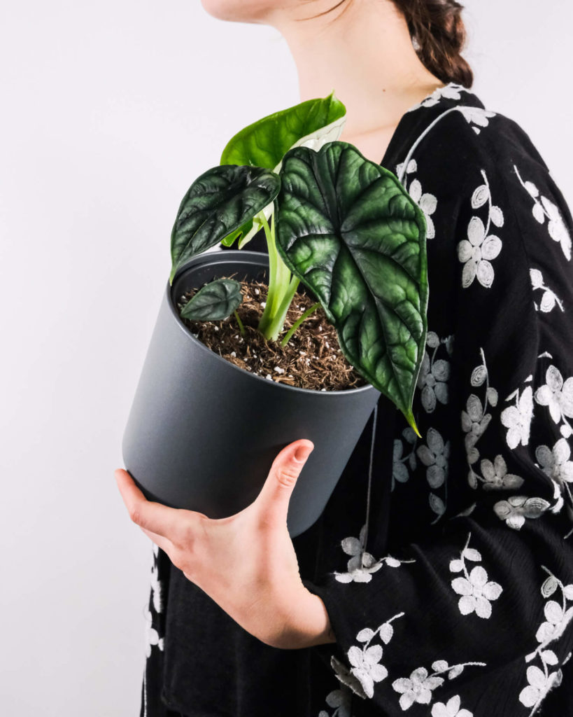 Alocasia dragon scale Pflege