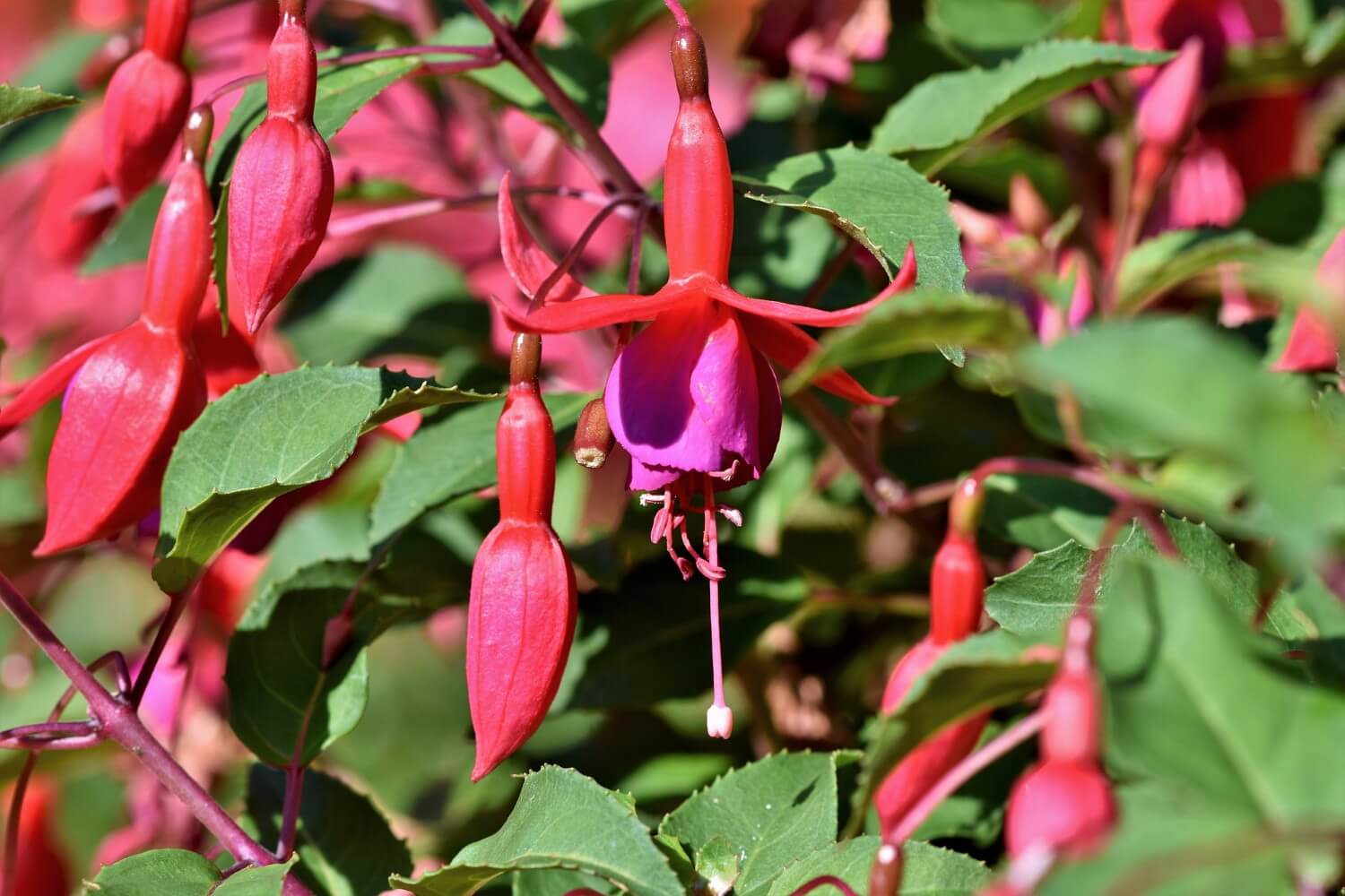Fuchsia snoeien