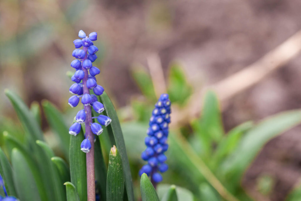 Liriope muscari Arten