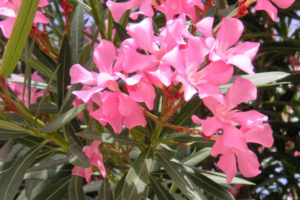 oleander snoeien voor de bloei