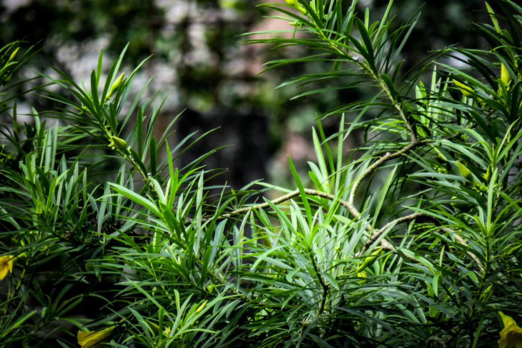 oleander snoeien voor de vorm