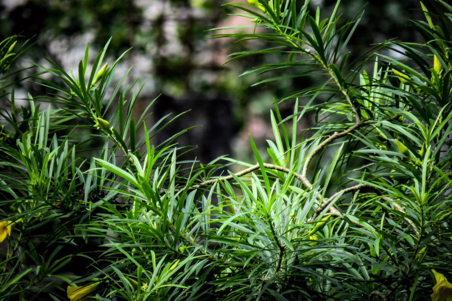 oleander snoeien