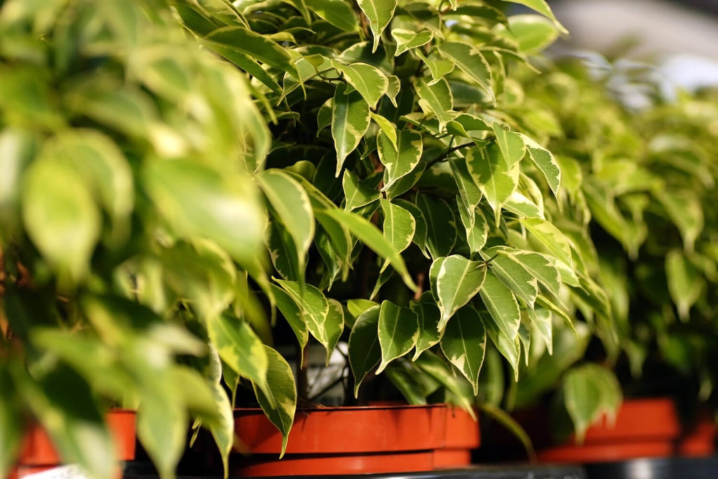 Ficus benjamina