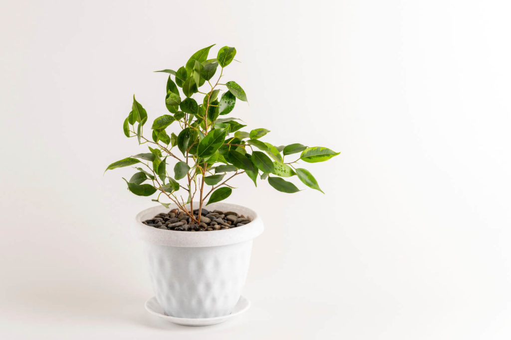 Ficus benjamina kamerplant