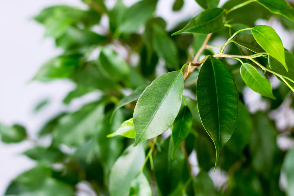 Ficus benjamina bladverlies