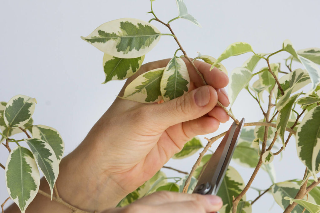 Ficus benjamina schneiden