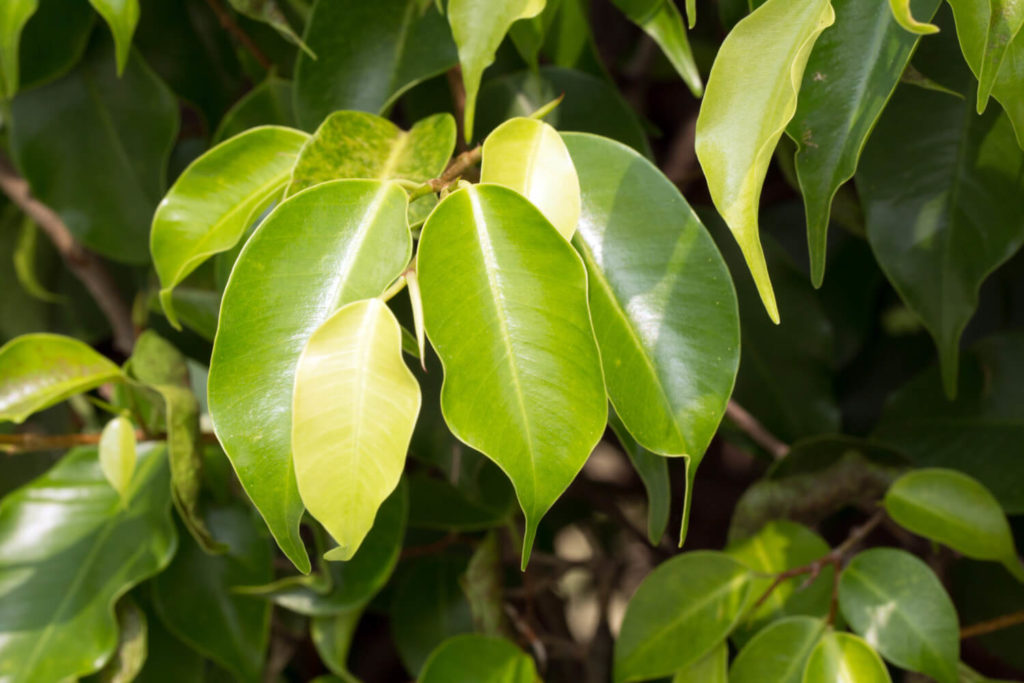 Ficus benjamina verzorging