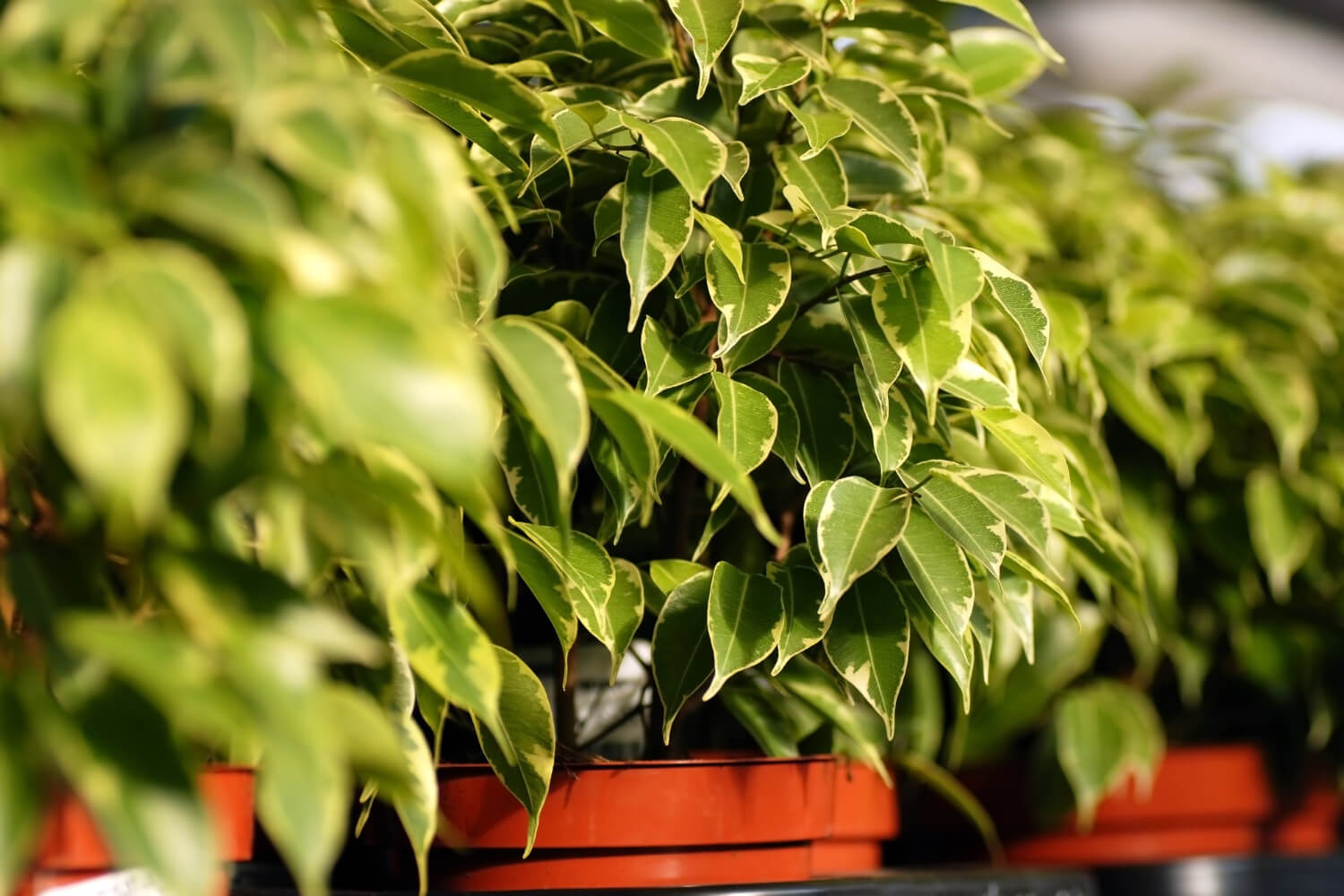 Ficus benjamina