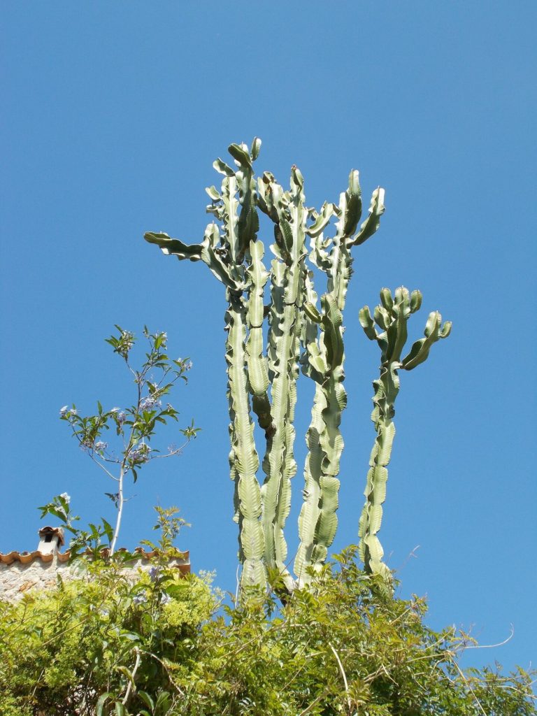 cactus soorten Euphorbia ingens