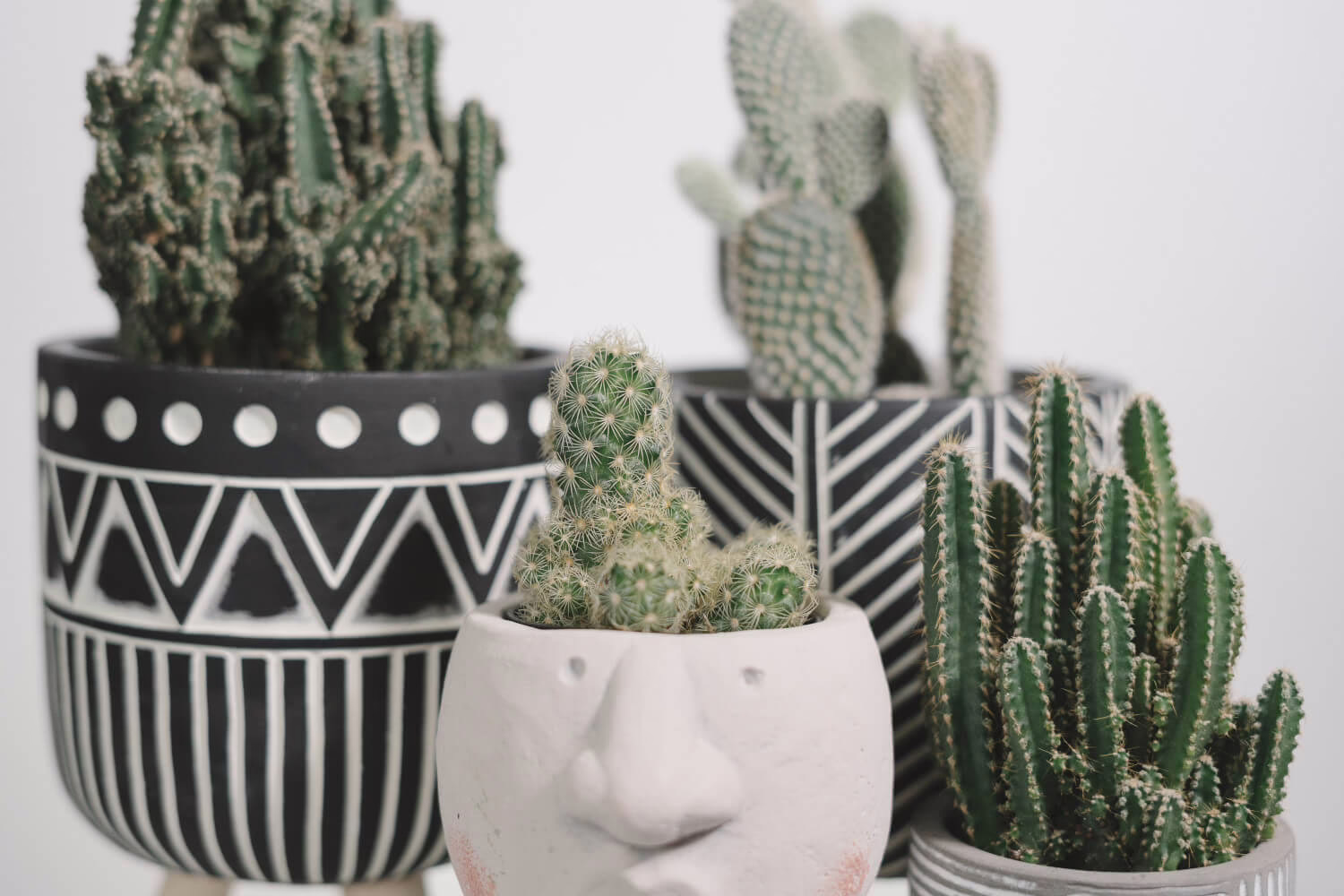 cactus soorten