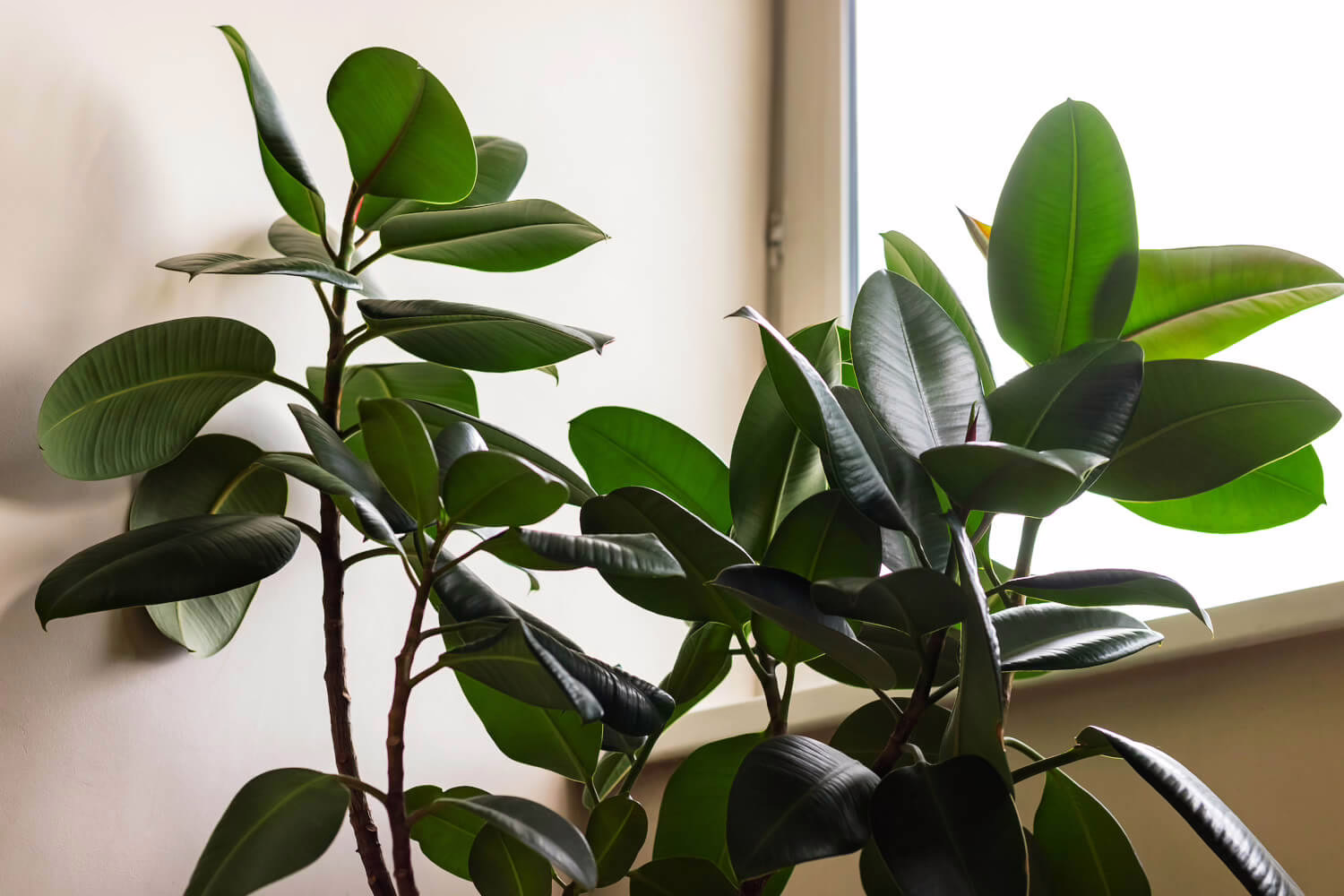 ficus snoeien