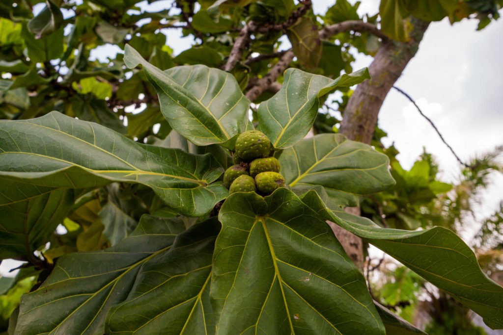 Ficus Arten