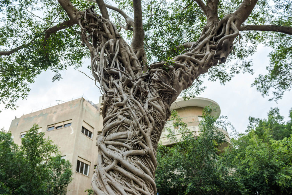 Ficus-Art benghalensis