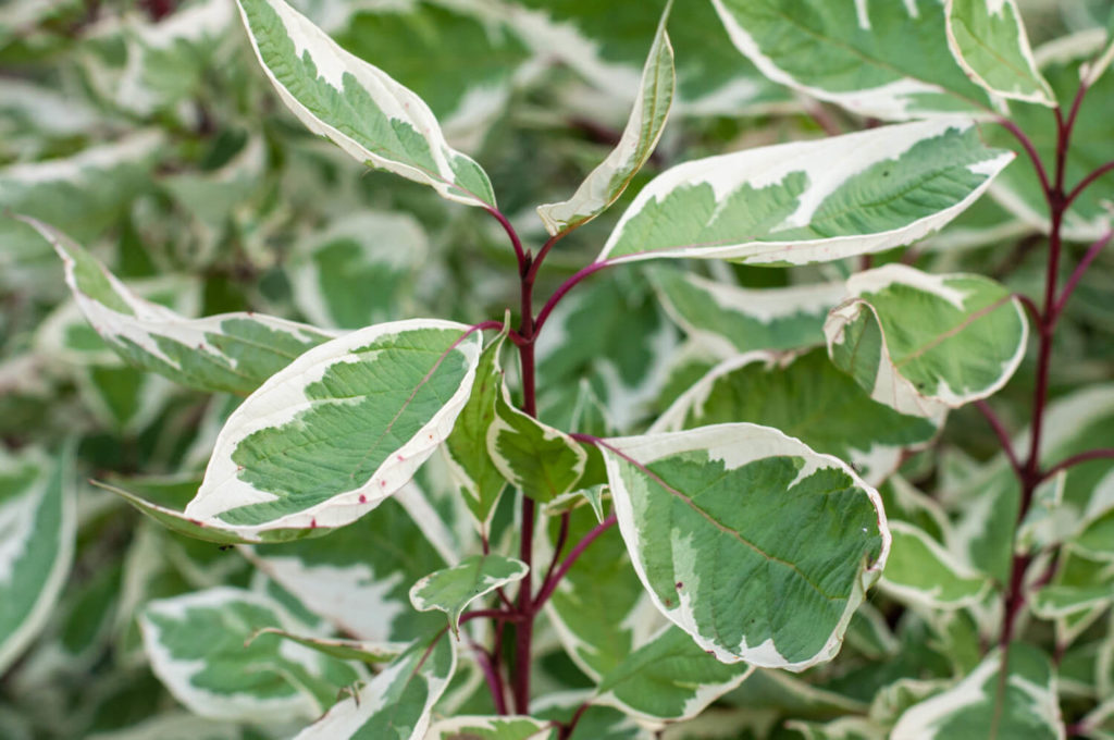 Ficus-Art Benjamina