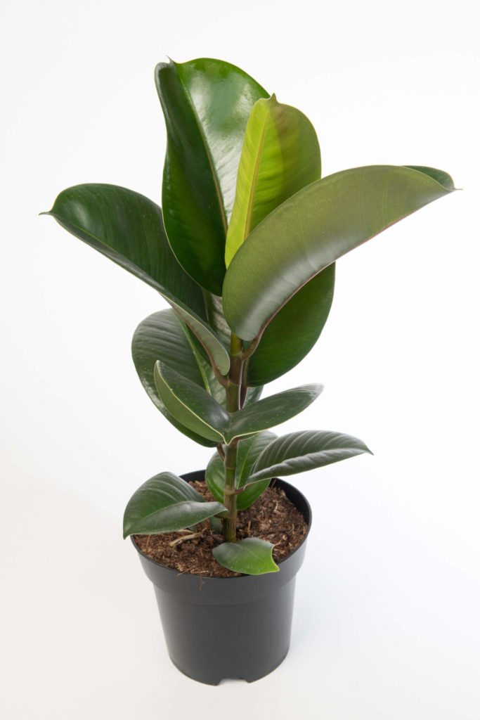 ficus art elastica cloe