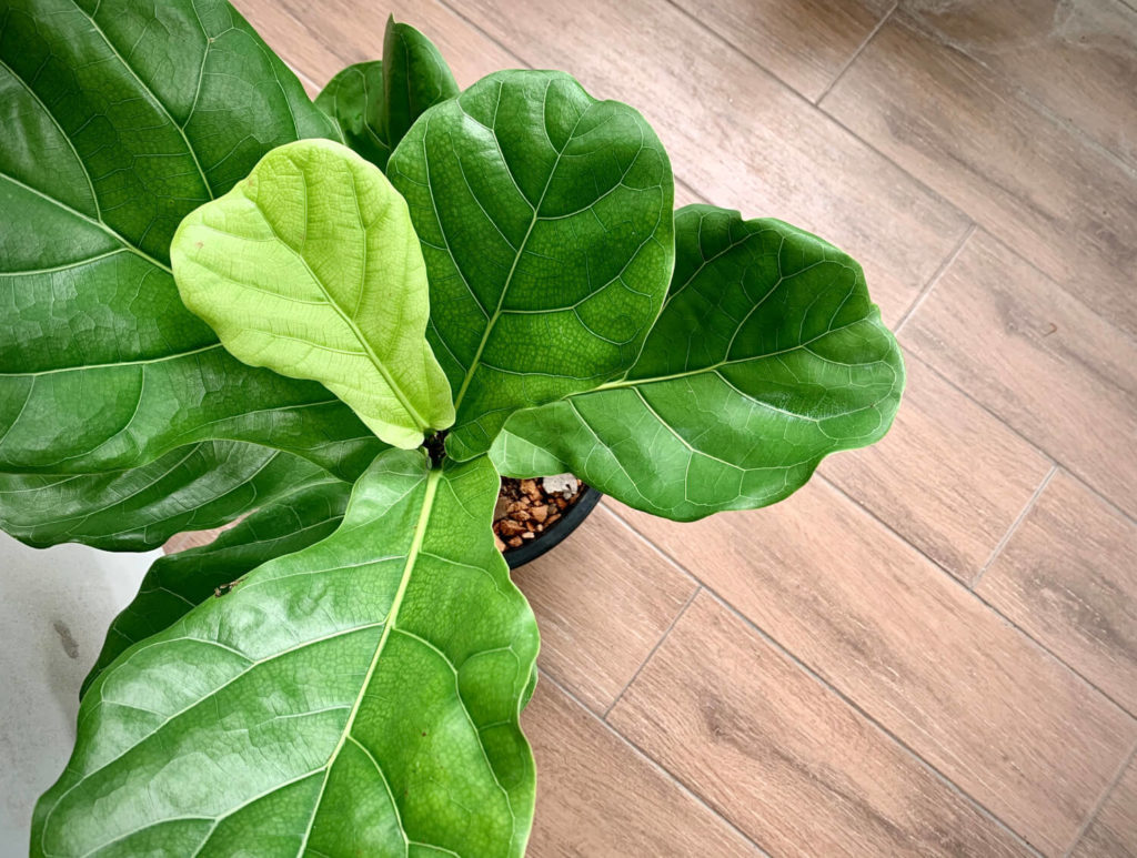 Ficus Arten lyrata