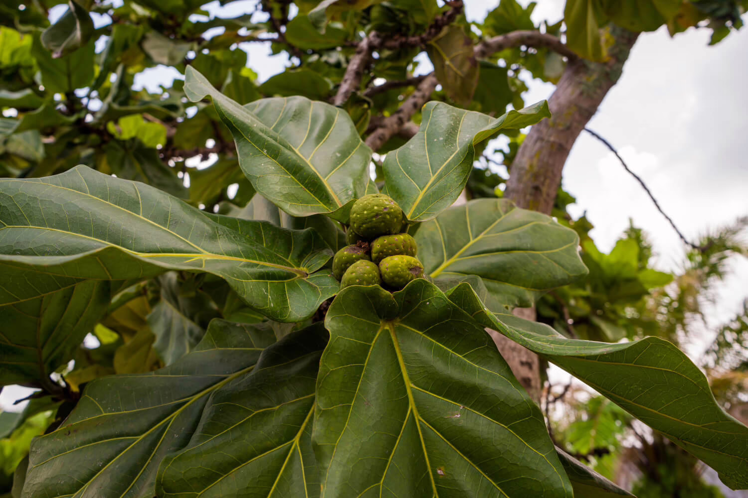 ficus soorten