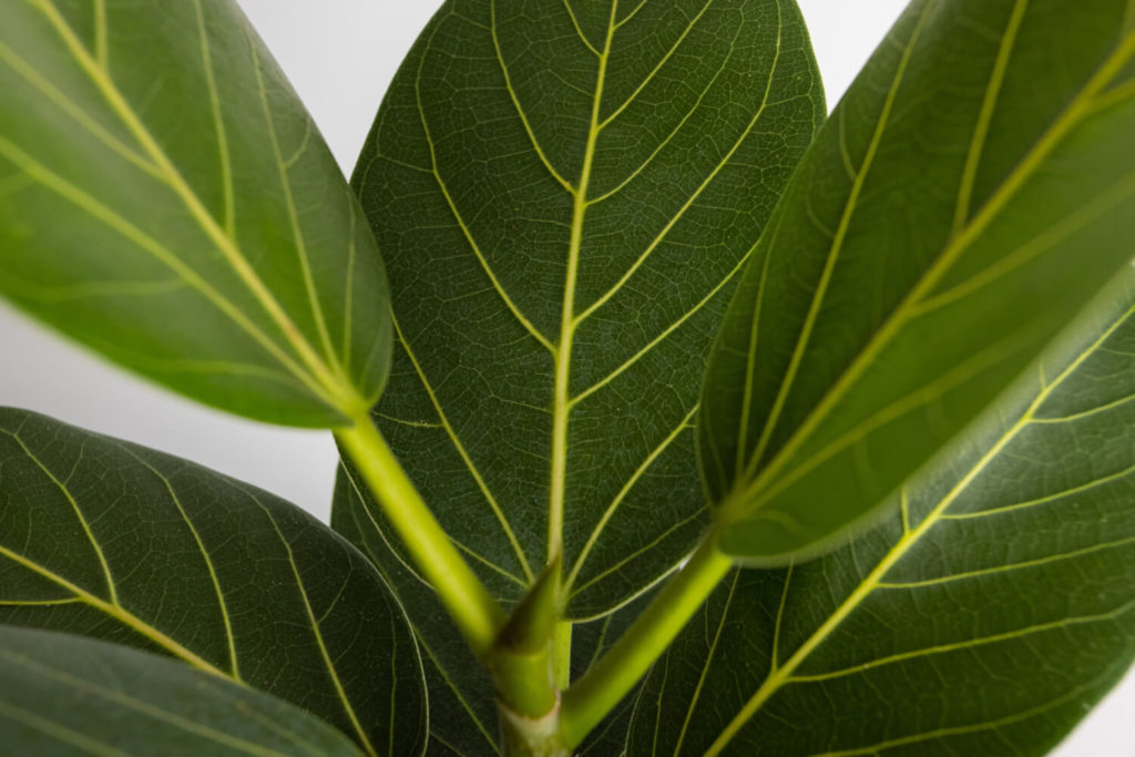 Ficus vermehren