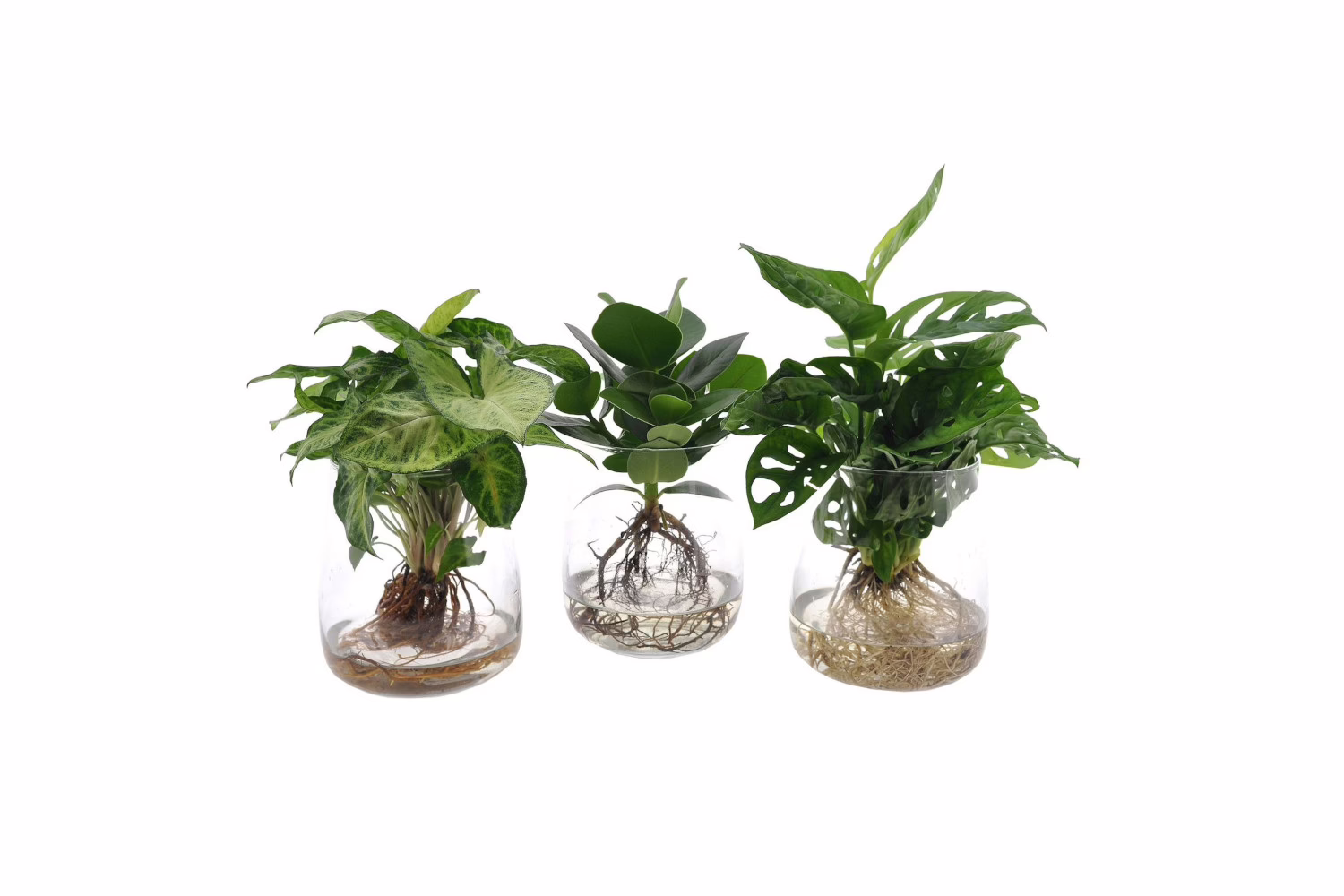 Hydroponie planten