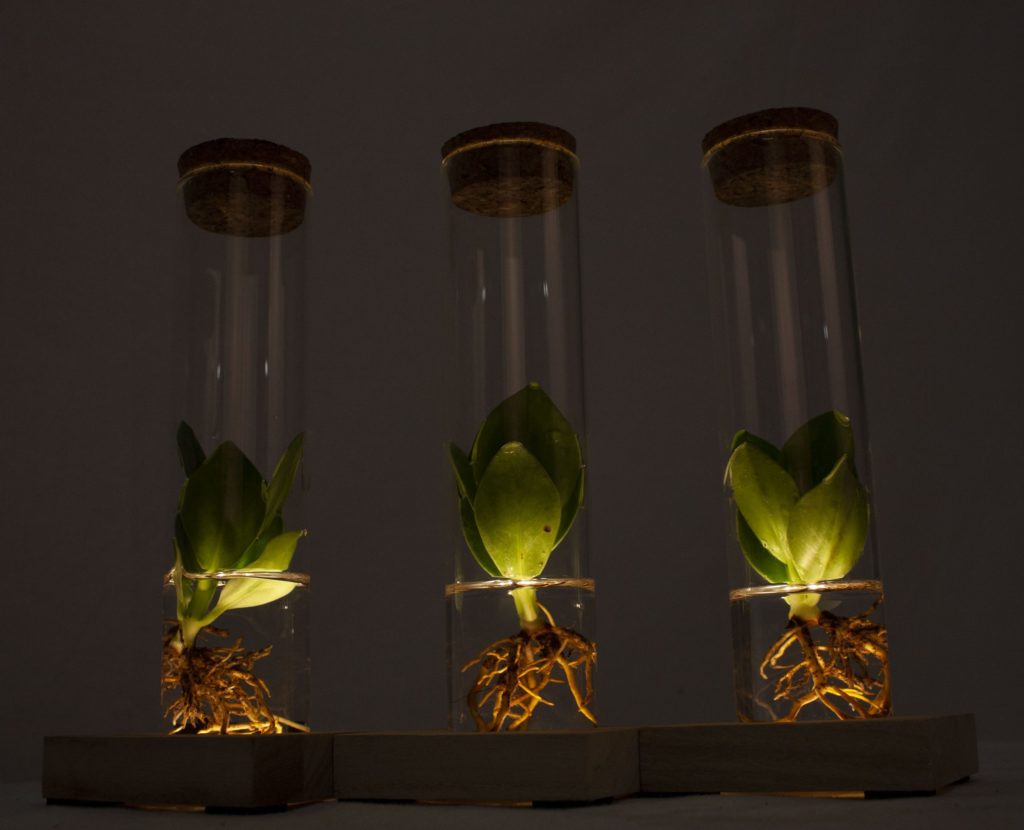 lichtplantje donker