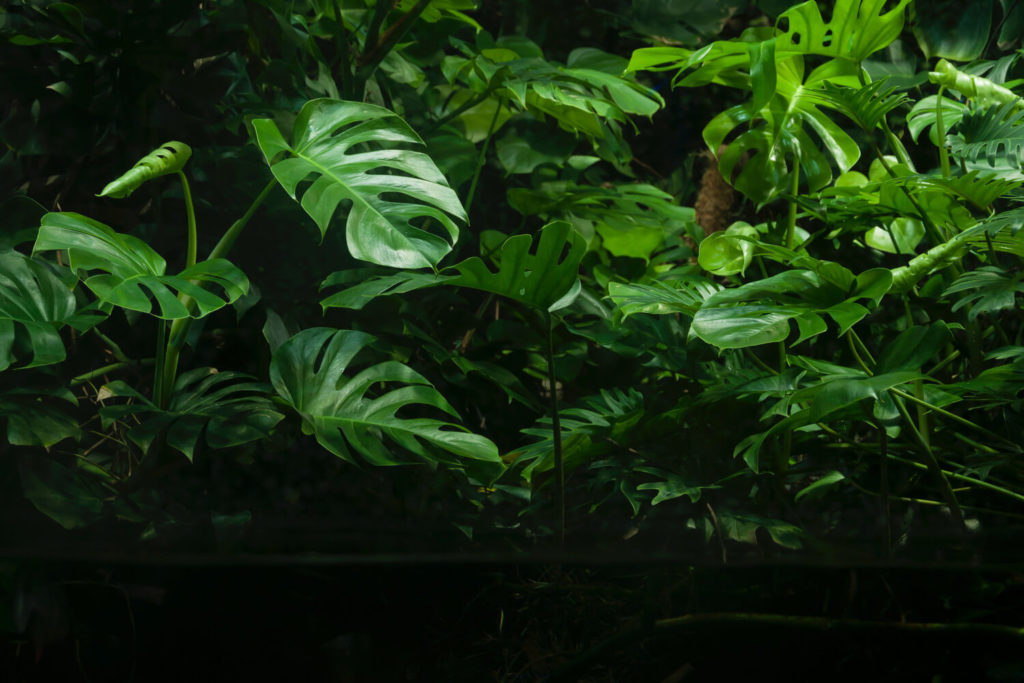 monstera snoeien