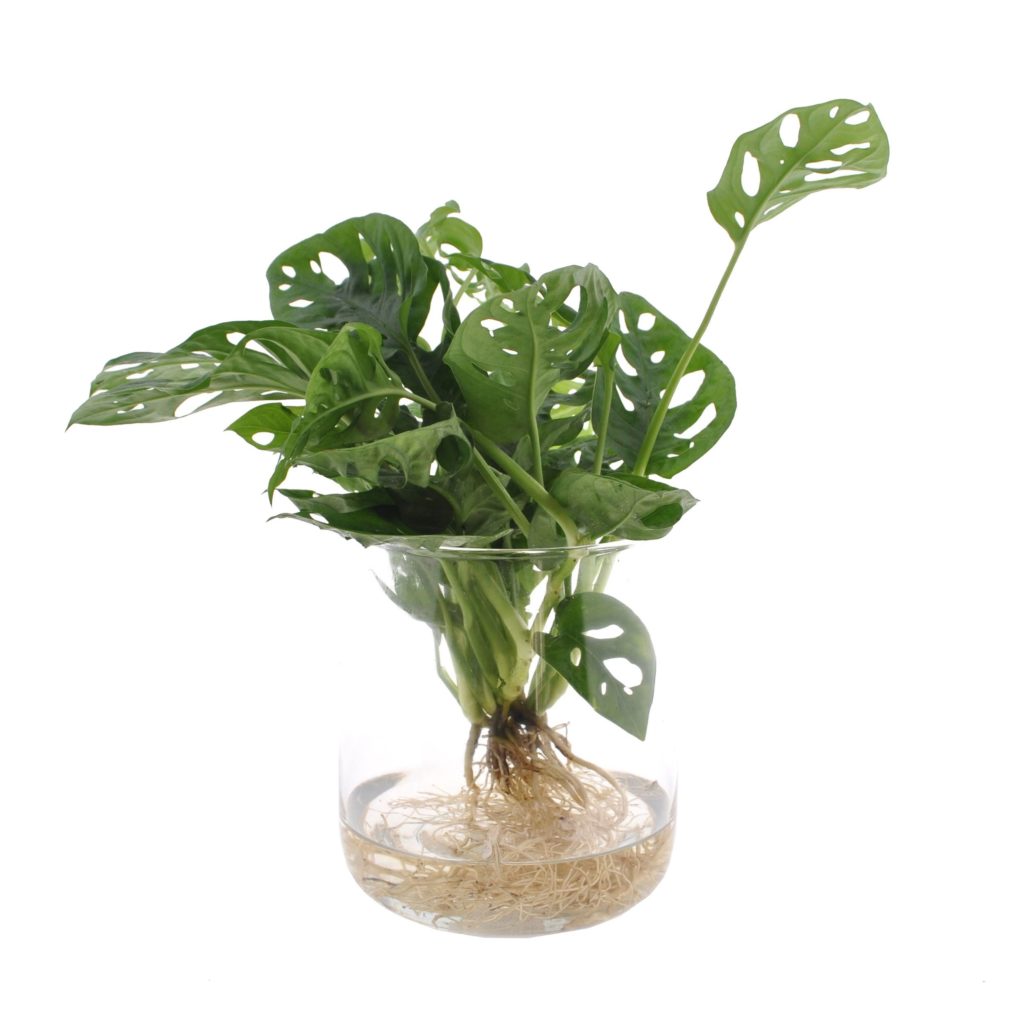 plant op water