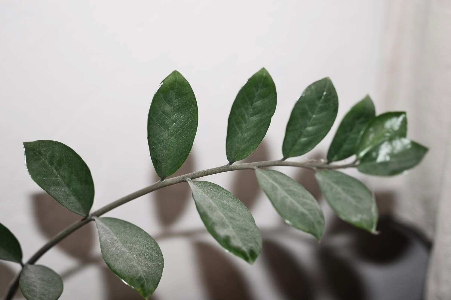 Zamioculcas giftig
