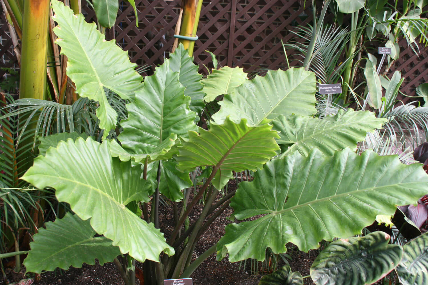Alocasia portadora