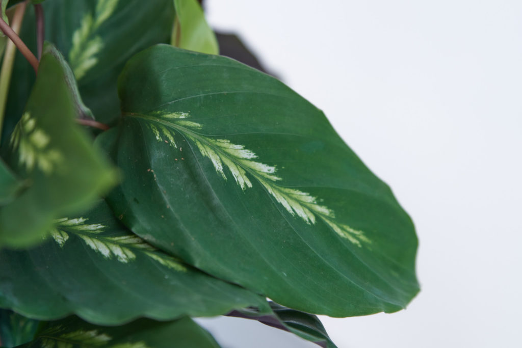 Calathea-Arten queen