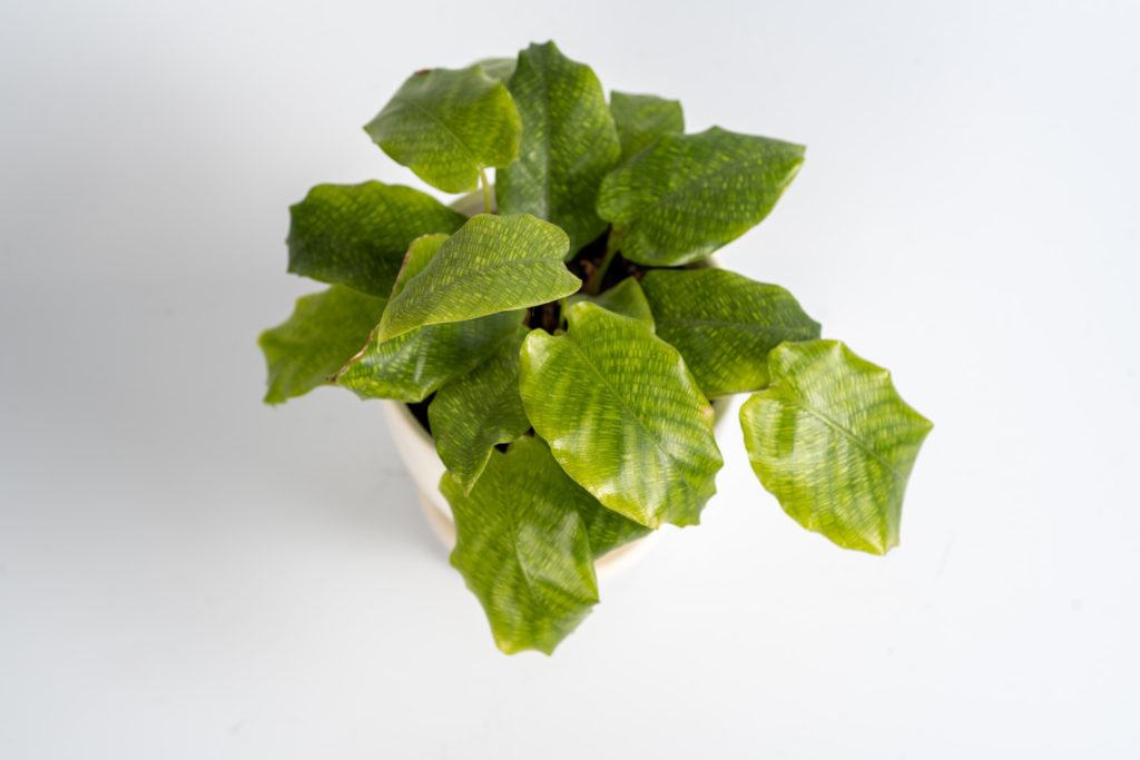 Calathea-Arten Musaica