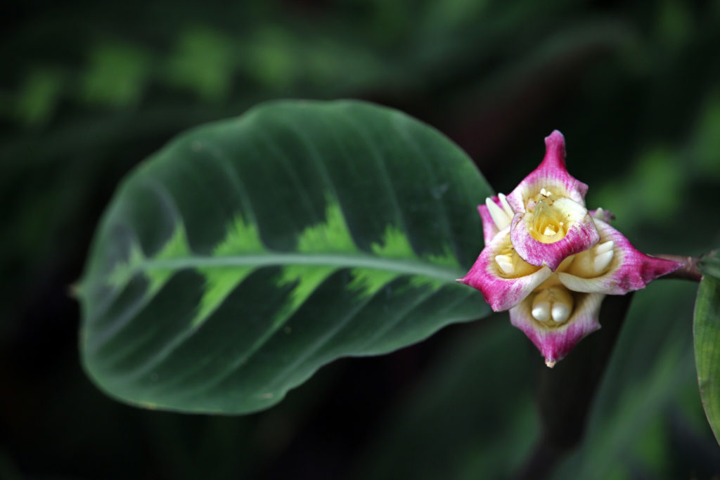 Calathea-Arten Warscewiczii