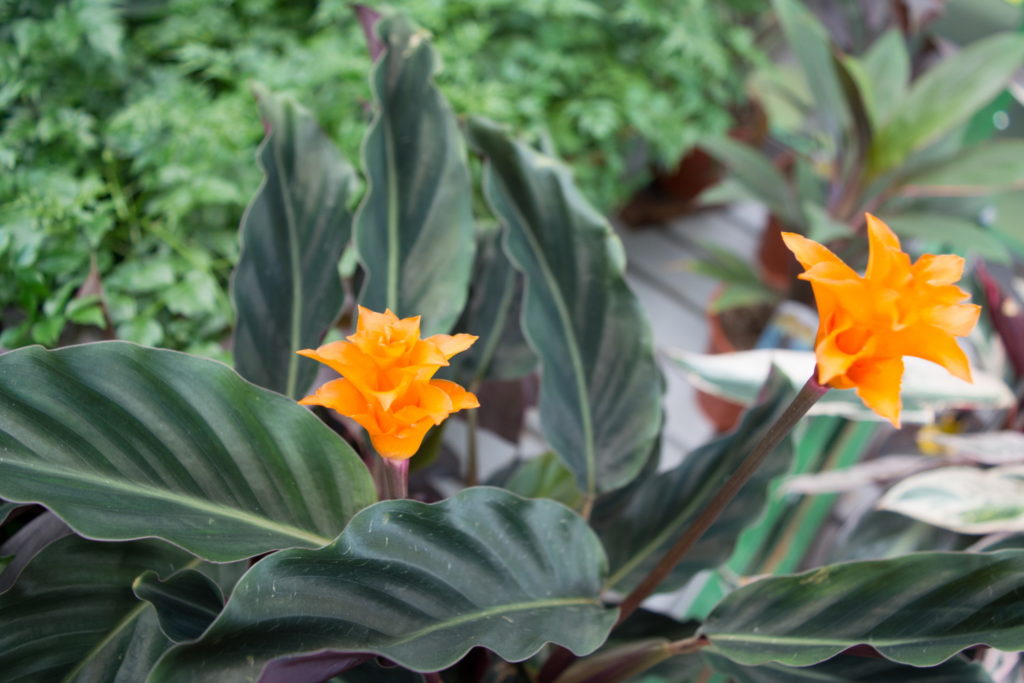 Calathea-Art Crocata