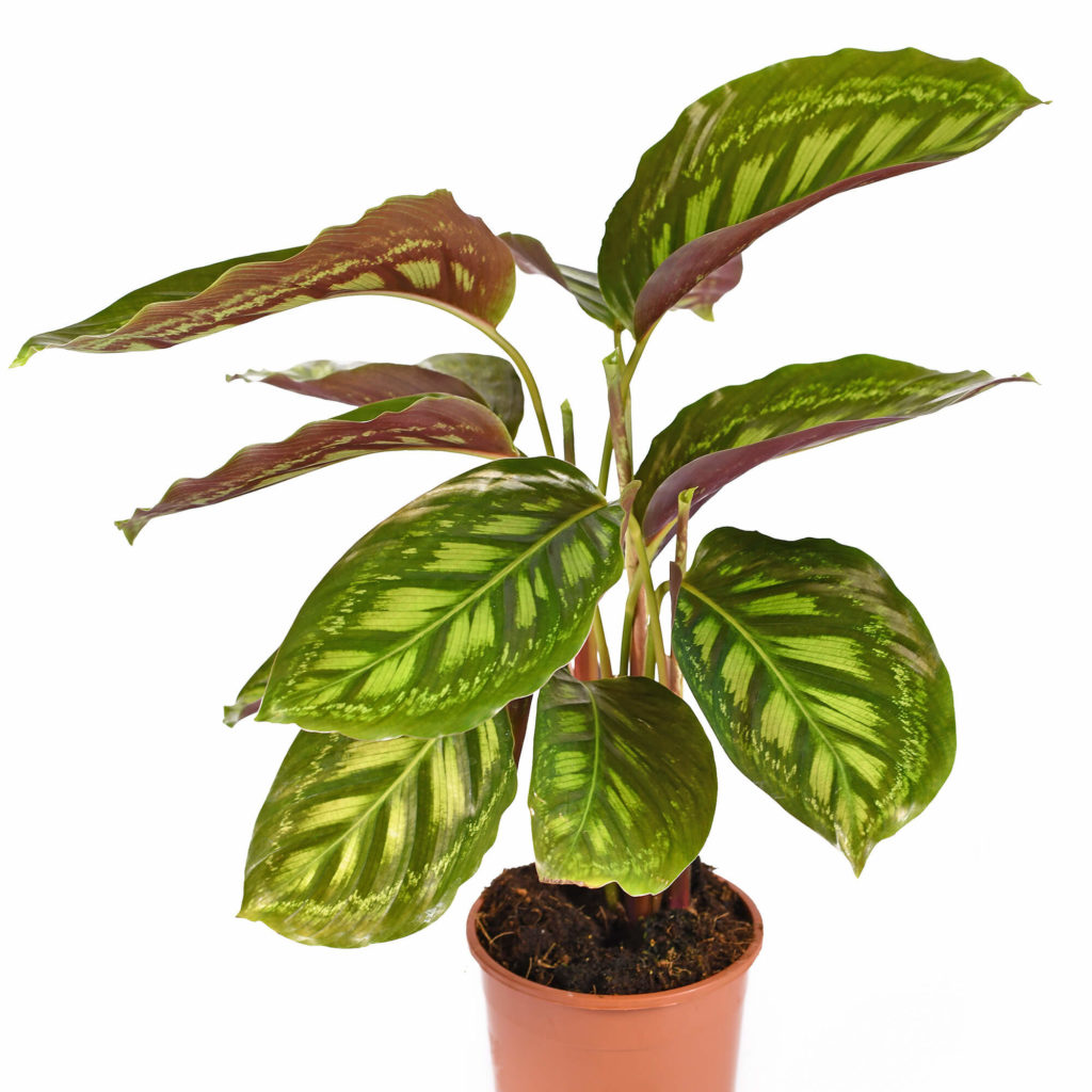 Calathea species flamestar